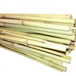 Bambus Tyczka bambusowa 150 cm (12-14 mm) x25szt